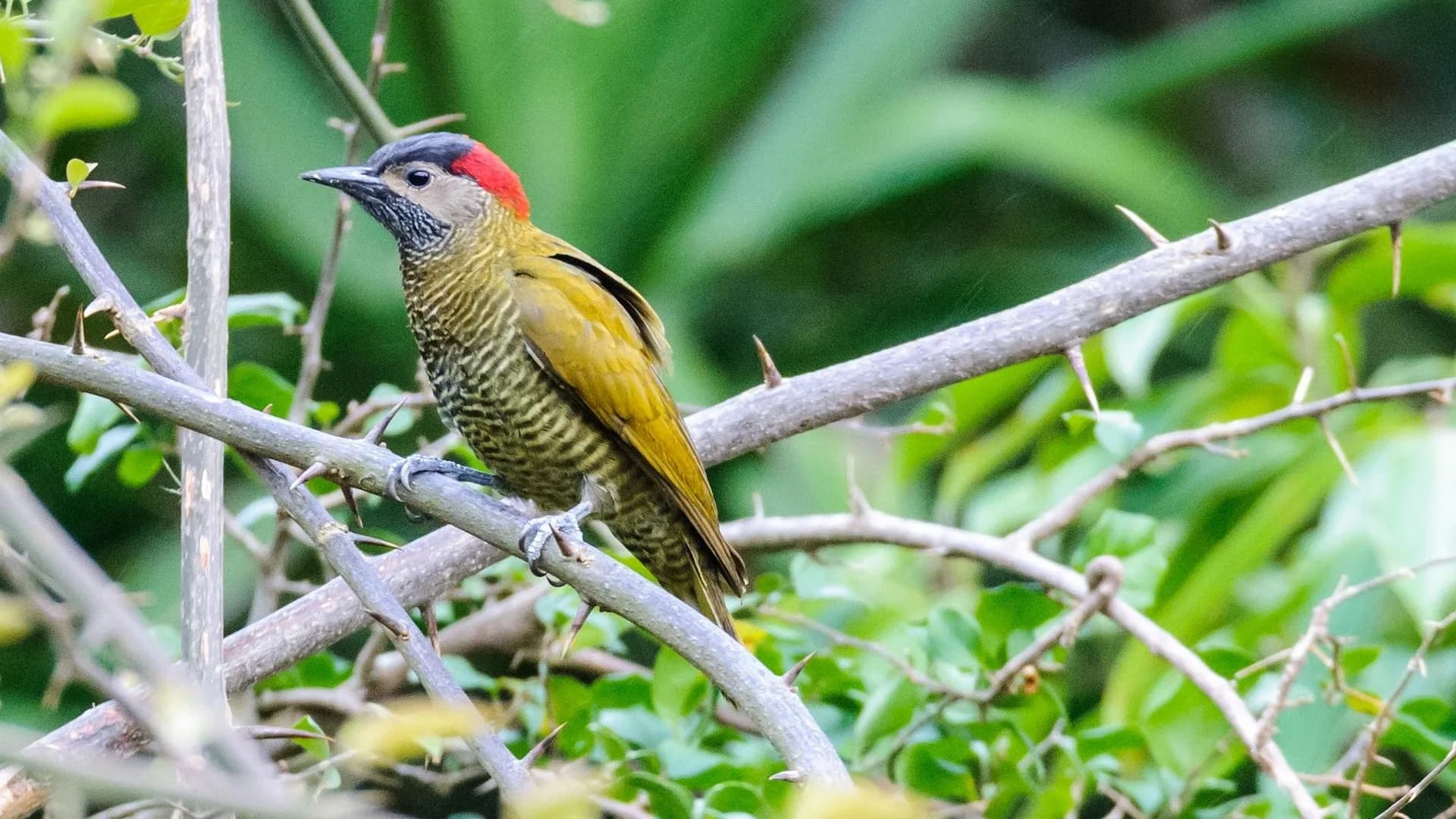 Palmeras tropicales