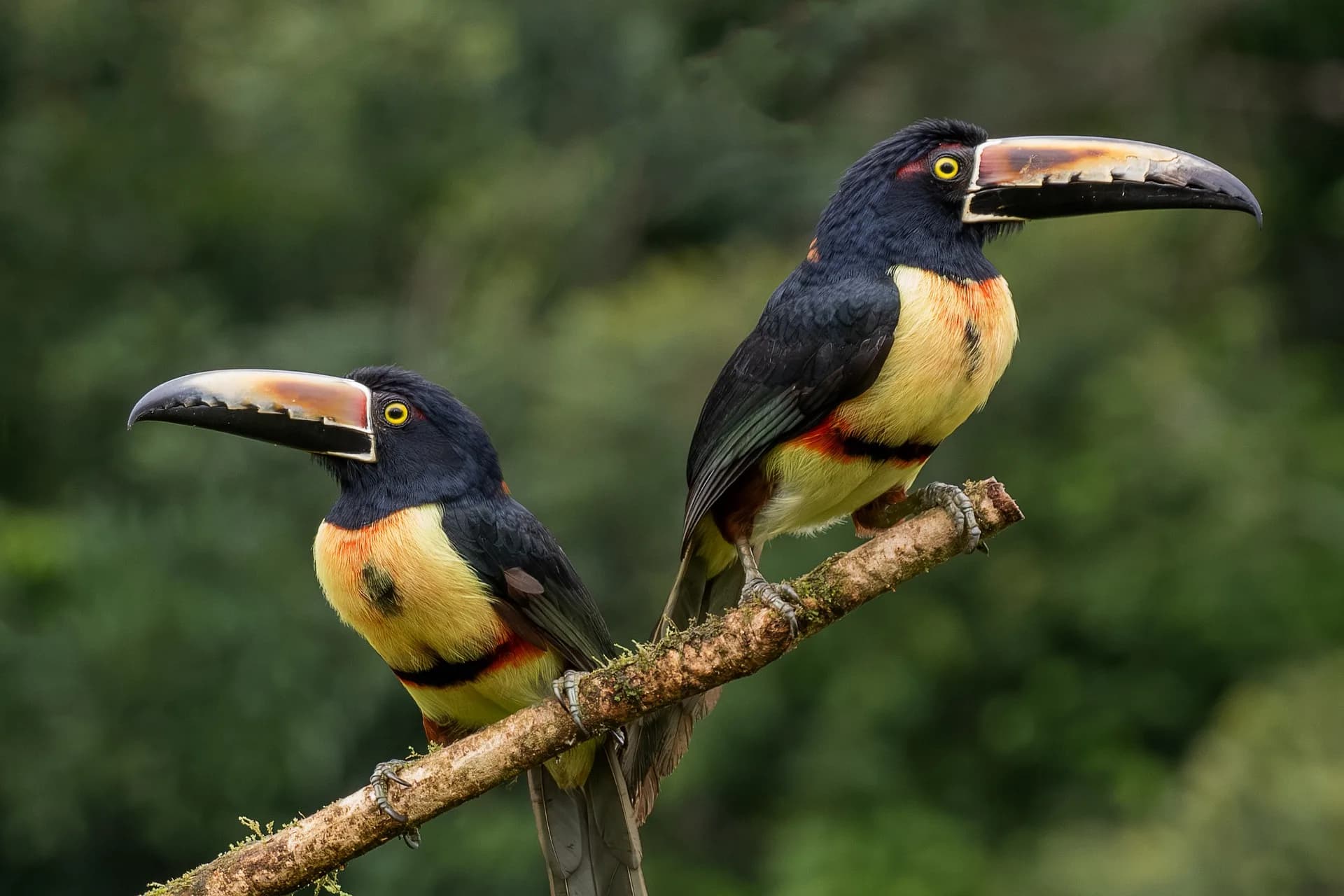 Costa Rica naturaleza